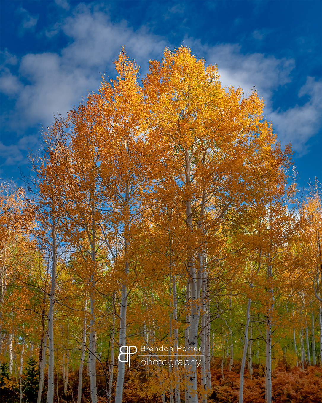 Autumn Trees